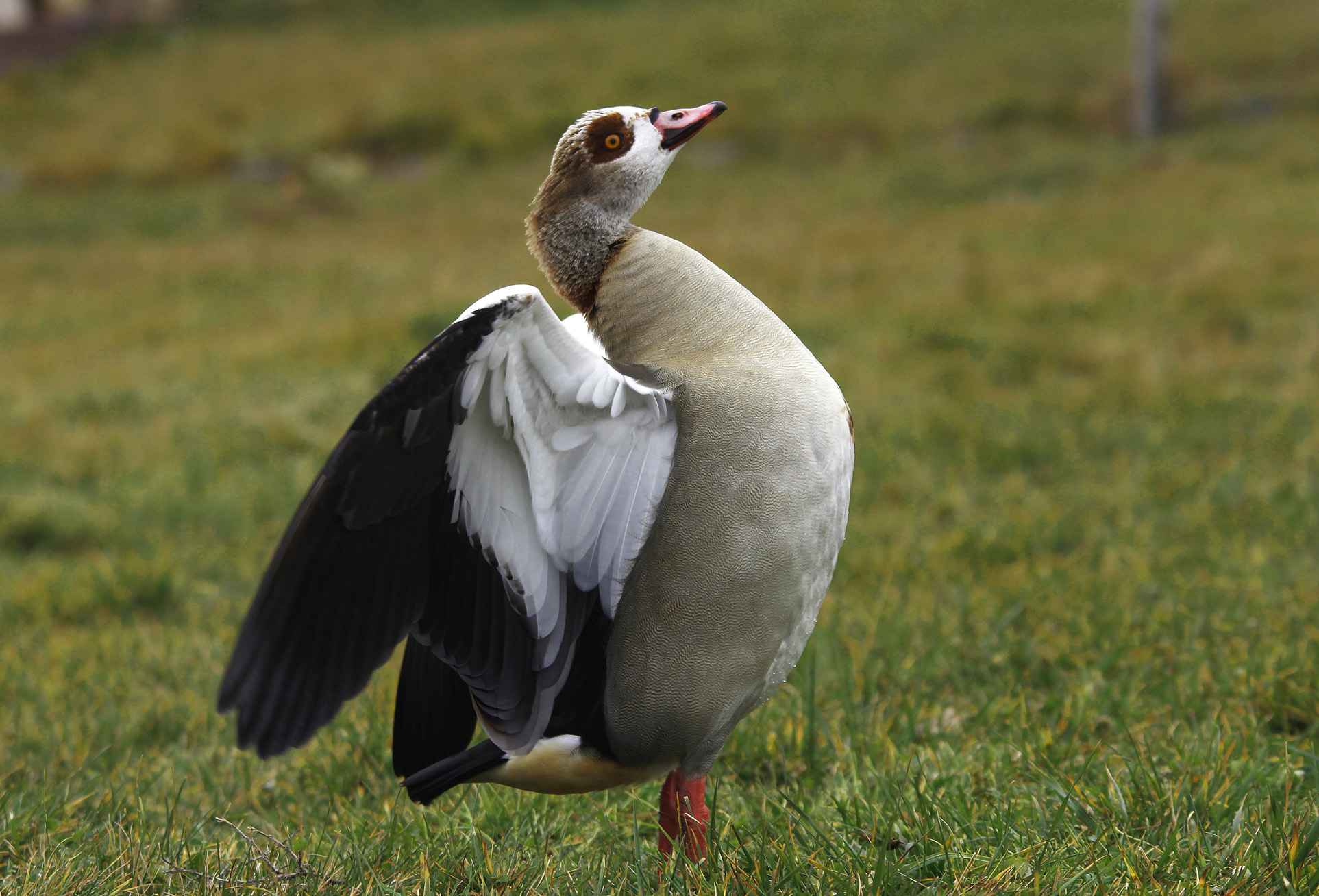 Egyptian Goose